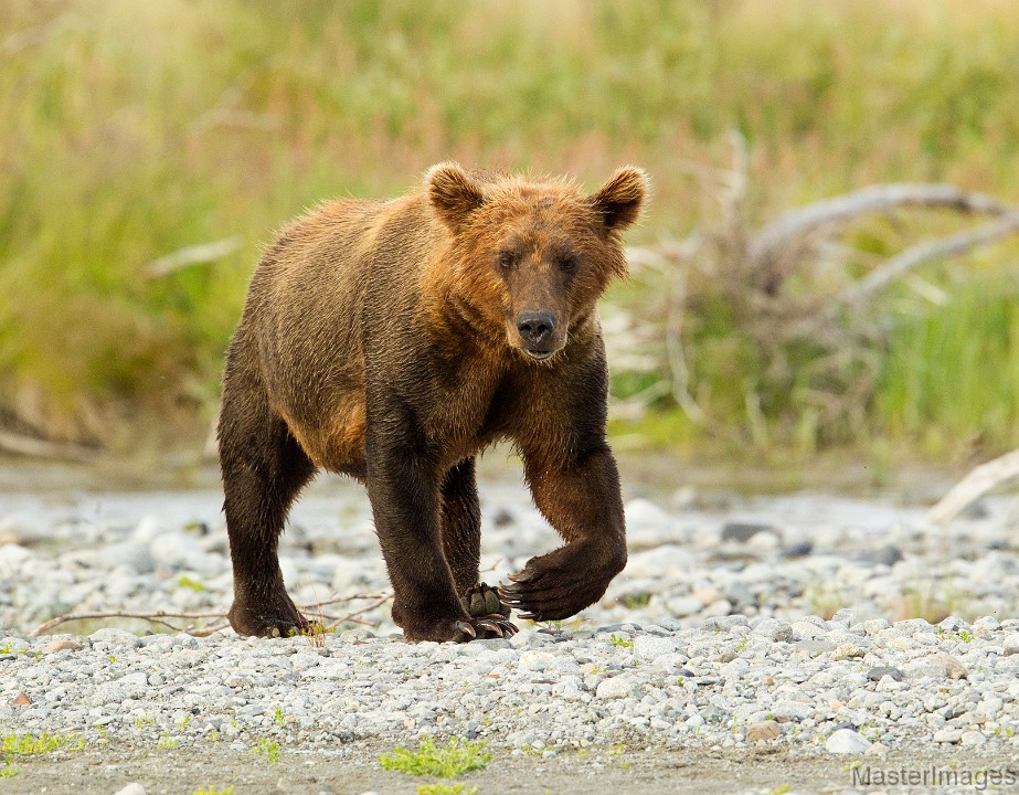 soft brown bear